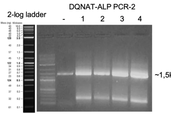 Figure 10: Agarose gel electrophoresis image of second DQNAT-ALP PCR for  cloning. 