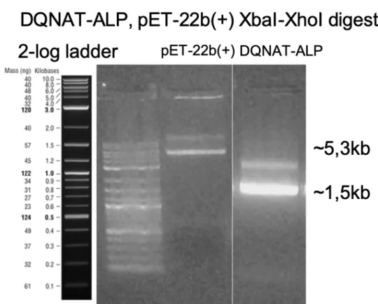 Figure 11: Agarose gel electrophoresis image of DQNAT-ALP and pET-22b(+)  DNA fragments double digested with XbaI and XhoI
