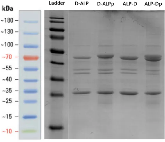 Figure 13: SDS-PAGE Coomassie blue staining of proteins extracted from  DQNAT-ALP and ALP-DQNAT expressing cells’ periplasm in the presence and  absence of pgl-pACYC
