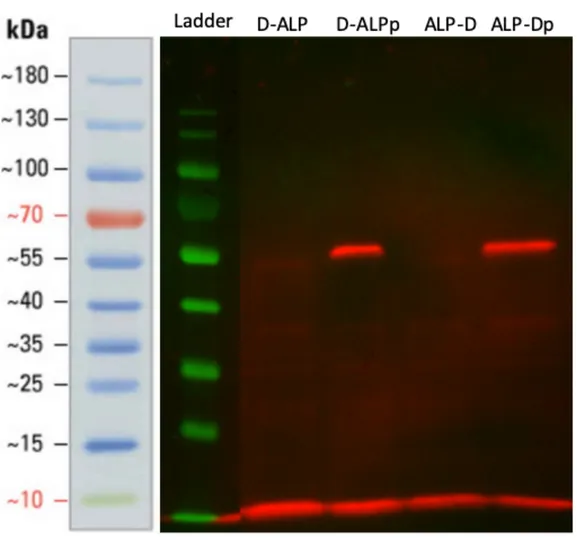 Figure 15: SBA lectin blot of proteins extracted from DQNAT-ALP and ALP- ALP-DQNAT expressing cells’ periplasm in the presence and absence of pgl-pACYC