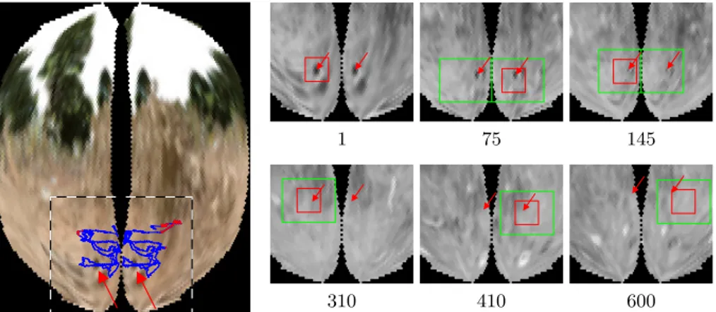 Fig. 6. Tracking on bee eye views. Left: First frame of the bee learning ﬂight. The arrows highlight the nest entrance, which is seen in both eyes