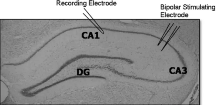 Fig. 1. Electrophysiological recordings on hippocampal slices. Anatomical section of hippocampus depicting the major subregions of the hippocampus and the positioning of electrodes for electrophysiological recordings