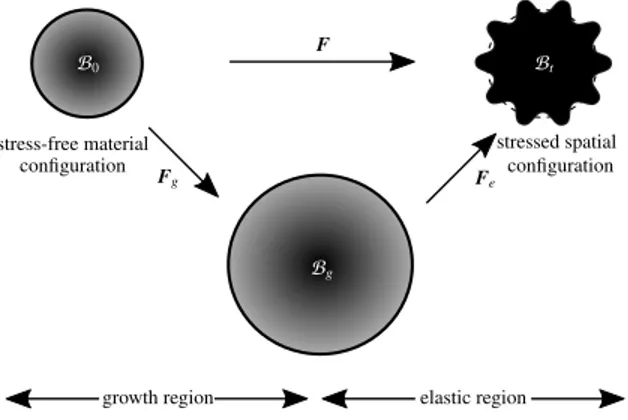 Figure 2. Kinematics of growth with multiplicative decomposition of the deformation gradient into elastic F e and growth F g parts