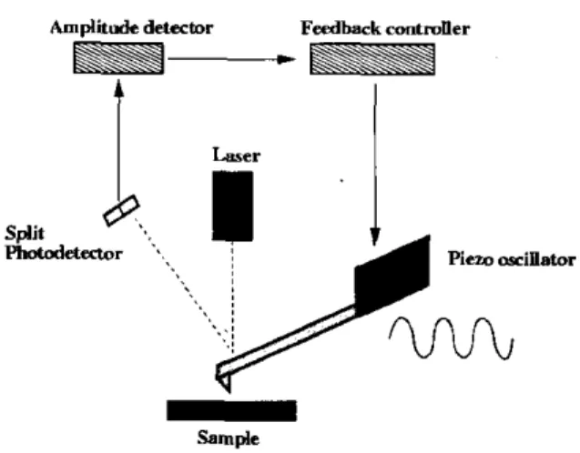Figure  1.  Schematic  of  tapping  mode  operation.  A  cantilever  with  a  lip  is  vibrated  with  a  piezo-element and  its  deflection  amplitude  is  monitored and  kept  constant  with  an  optical lever  detection system and  a  feedback controlle