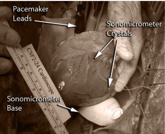 Figure 2.1: Experimental setup for measurement of heart motion. Two Sonomicrom- Sonomicrom-eter crystals that are sutured on the anterior and posterior surfaces of the heart are used for data collection