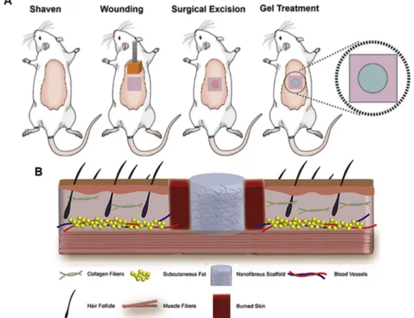 Fig. 1. Schematic representation of the full-thickness burn wound model. (a) A pre-heated aluminum plaque was applied to the shaved dorsum of the anesthetized mouse; followed by the removal of the injured skin and the application of the hydrogel