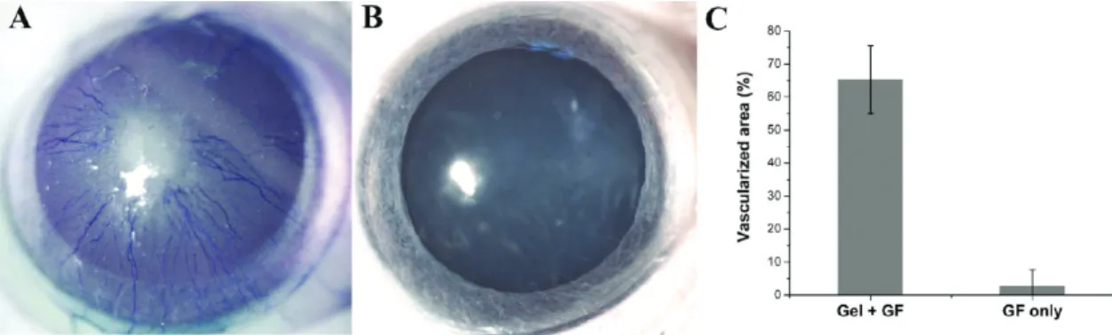Figure 11. Evaluation of in vivo bioactivity by corneal angiogenesis assay. (A) Injection of 1 wt % Heparin-mimetic PA gel with 10 ng of VEGF and bFGF-induced vascularization in cornea