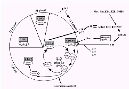Figure 1.2 Schematic representation of the cell cycle and G1/S controlling elements  (Hashemi, 2002)  