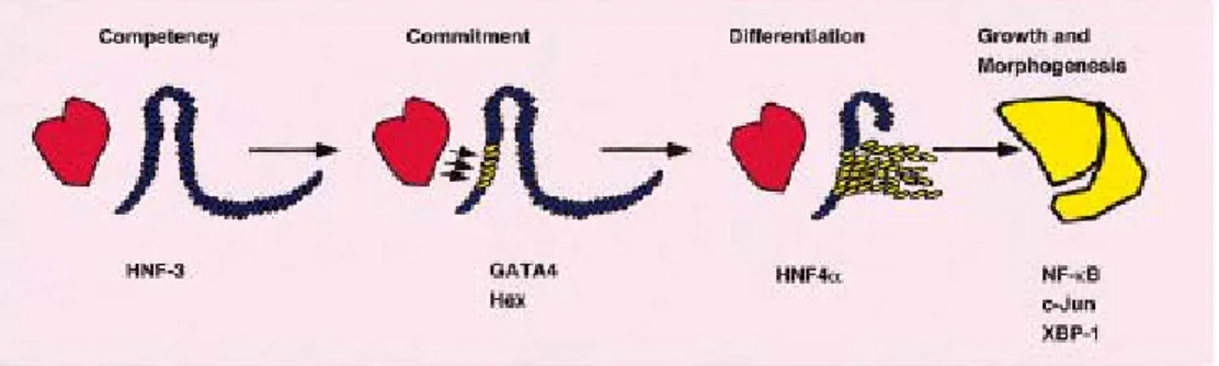 Figure 1.5 Key stages in liver development (Duncan, 2000) 