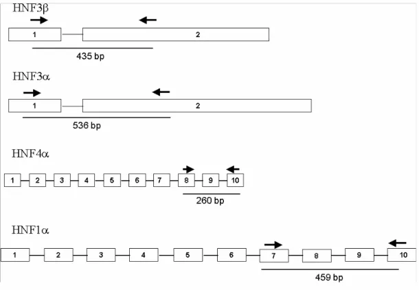 Table 3.7 Primers Used In the semi-quantitative RT-PCR analysis of hepatocyte nuclear factors  NAME                                SEQUENCE           Tm(°C)                             HNF-3β- Forward        5`-CCGTCCGACTGGAGCAGCTACTAT-3`    62            