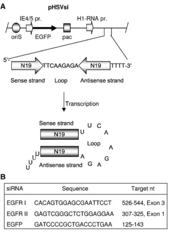 FIG. 1. Schematic drawing of the pHSVsi amplicon vector. (A) Sequences encoding siRNA with 19 nt of homology (N19) to the target sequences are synthesized as 64-bp double-stranded DNA oligonucleotides and inserted downstream of the H1 RNA promoter