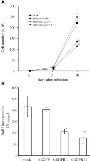 FIG. 4. Effects of posttranscriptional silencing of EGFR on cellular proliferation of human glioblastoma cells in culture