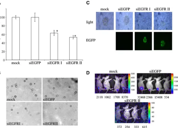 FIG. 5. The effects of EGFR inhibition on tumor growth of gli36-luc cells in vitro and in vivo