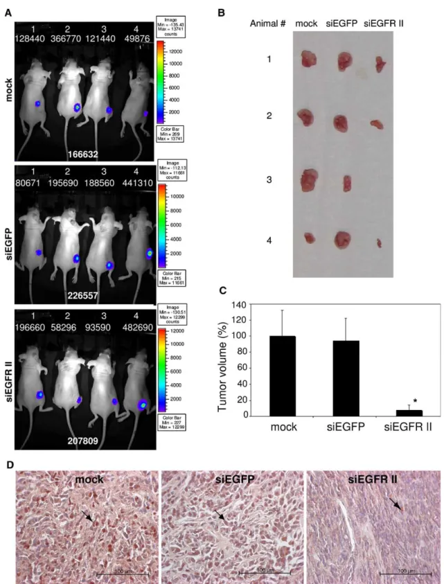 FIG. 7. Effects of HSV-1 amplicon-mediated siRNA expression on the growth of preestablished tumors in athymic mice