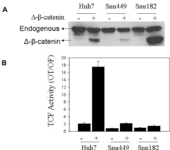 Figure 4.1.3: Ectopic expression of mutant β-catenin (∆N-β-catenin) results in high canonical Wnt  activity in well-differentiated, but not in poorly-differentiated hepatocellular carcinoma cell lines