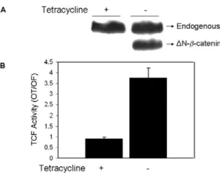 Figure 4.1.4: Ectopic expression of mutant β-catenin (∆N-β-catenin) results in low canonical Wnt  activity in PD Snu449 derived stable clone