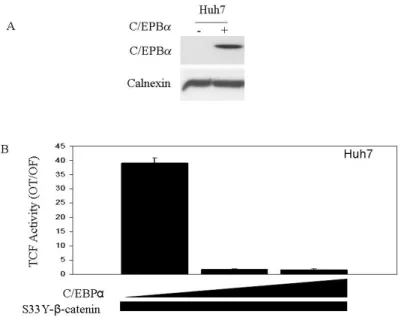 Figure 4.2.1: C/EBPα inhibits mutant S33Y-β-catenin driven TCF/LEF activity in Huh7 cell line