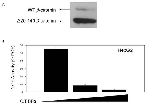 Figure 4.2.2: C/EBPα inhibits endogenous mutant β-catenin driven TCF/LEG activity in HepG2  cells
