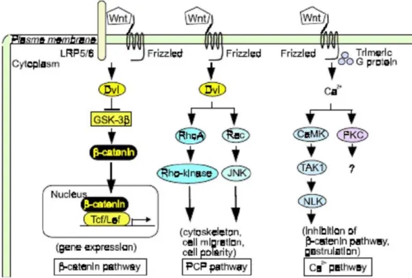 Figure 1.4: Wnt signaling pathways (Kikuchi A. et al., 2006). Wnts act in a paracrine fashion by  activating at least the diverse signaling cascades inside the target cells