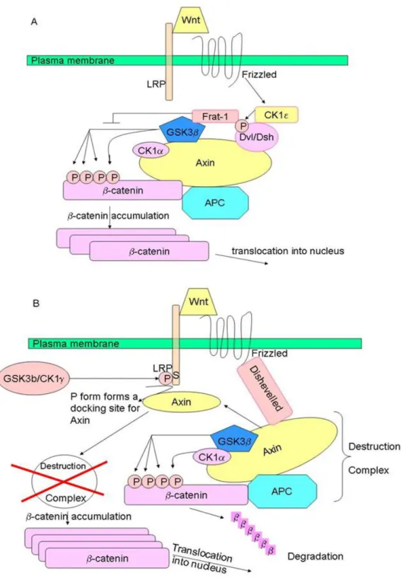 Figure 1.5: Wnt-dependent stabilization of β-catenin . A) Through the Dvl/Frat complex