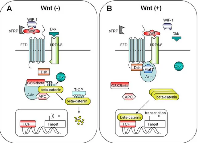 Figure 1.6: Overview of the canonical Wnt signaling pathway (Lee HC. et al, 2006). A) In the absence  of Wnt, the cytoplasmic β-catenin is degraded in the destruction complex, consisting of APC,  axin/conductin, and GSK-3β