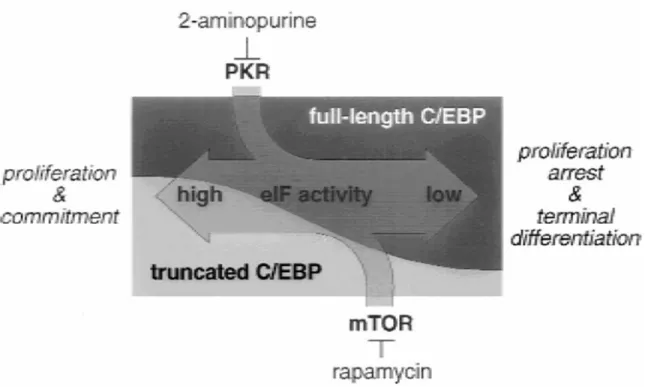 Figure 1.11: Translation initiation factor activity determines cell fate through modulation of the  C/EBP isoform ratio