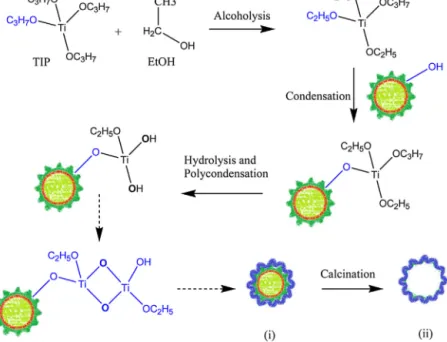 Fig. 2. Schematic illustration of one of the possible synthetic routes leading to the formation of biotemplated TiO 2 microspheres: (i) coated Ab pollen, (ii) biotemplated TiO 2