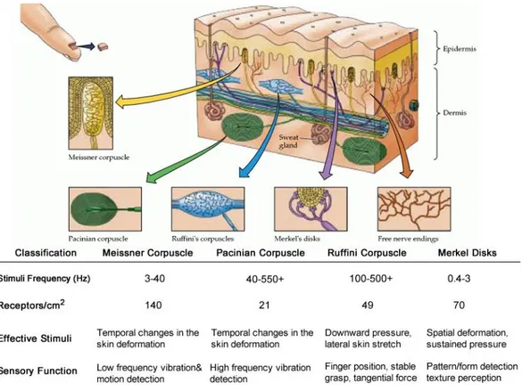 Figure  9.    Schematic  of  human  skin  with  various  mechanoreceptors. Mechanoreceptors for  receiving tactile information