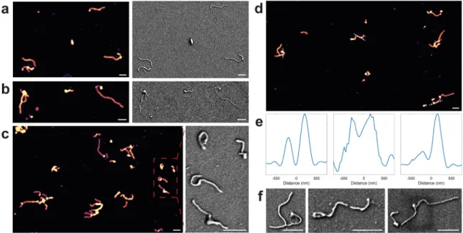 Figure 4. caSPIR imaging of EBOV VLPs. (a−c) (Left) caSPIR images and (right) SEM images