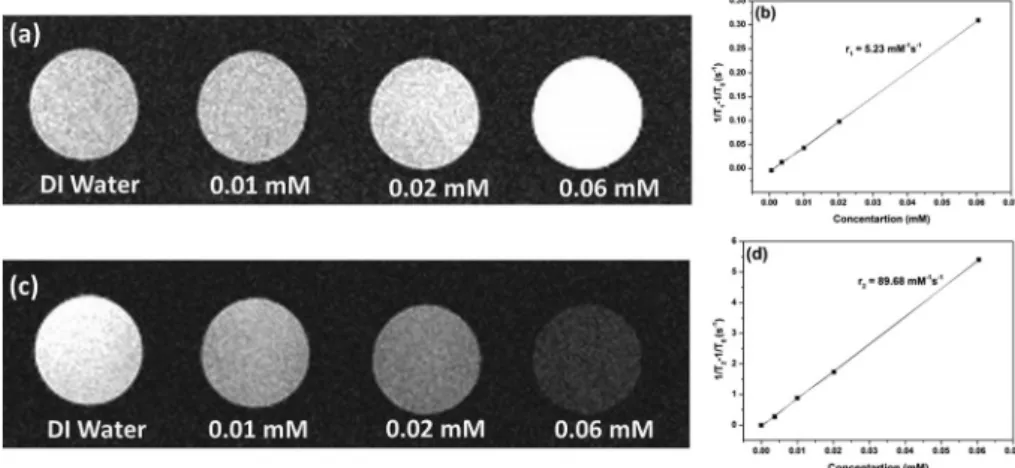 Fig. 5 (a) T 1 - and (b) T 2 -weighted in vivo MR images obtained before and after the nanocubes injection into the rat, at 3 Tesla @ 25 °C