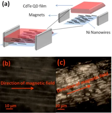 FIG. 3. (a) Alignment during hybridization the CdTe QDs with aligned fer- fer-romagnetic NWs in PVP host film between two Neodium magnets.