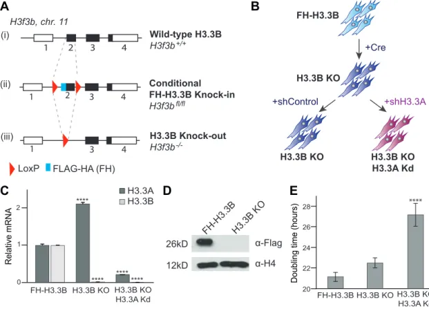 Figure 1A describes the strategy used to generate the transgenic knock-in epitope-tagged FLAG-FLAG-HA-H3.3B (FH-H3.3B) mouse line