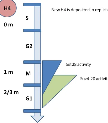 Figure  1.1:  Cell  cycle  dependency  of  Set8  and  Suv4-20  activities.  (Adapted  from  Yang  H,  et  al,  2009).
