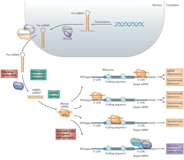Figure 1.2: microRNA action mechanism and therapeutic blocker or activator of their function