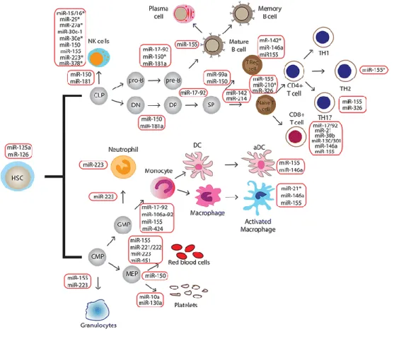 Figure 1.3: Immune System Related microRNAs (Figure was taken from “Paladini, L., et al.,  Targeting microRNAs as key modulators of tumor immune response