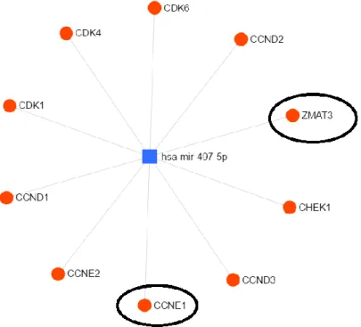 Figure 4.4: hsa-mir-497-5p network with P53 Signaling Pathway genes by miRNet  (KEGG)