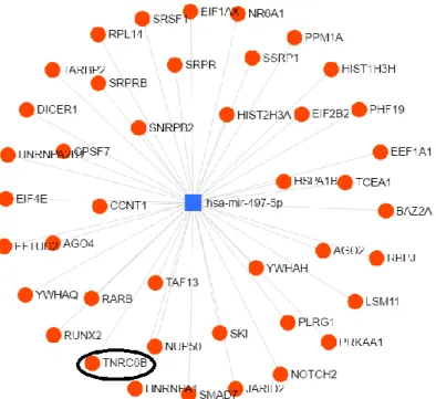 Figure 4.5: hsa-mir-497-5p network with genes from REACTOME maximum hits involved  pathway (Gene Expression) in miRNet