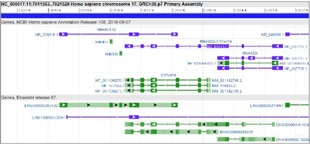 Figure 4.13: Map of a part of chromosome 17 (containing MIR497HG, C17orfHG and mir-497  cluster) from Genome Data Viewer