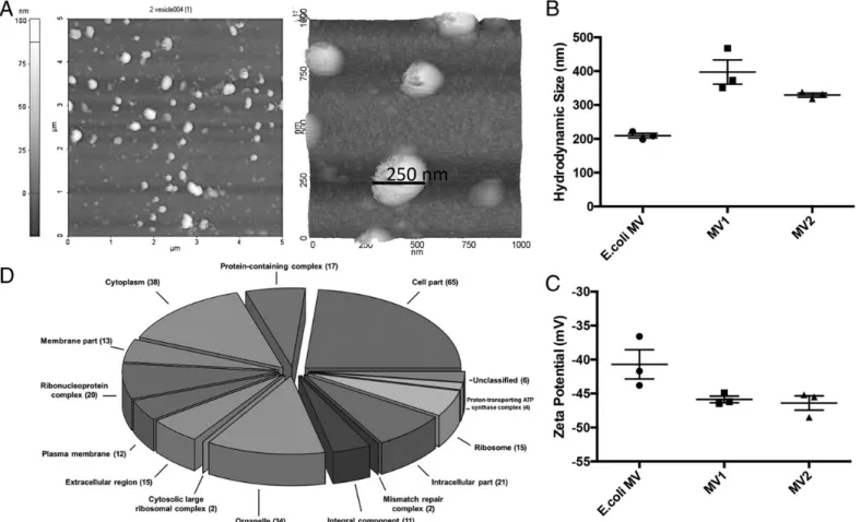 FIGURE 1. Characterization of P. pentosaceus MVs. ( A) AFM images of L. salivarius MVs