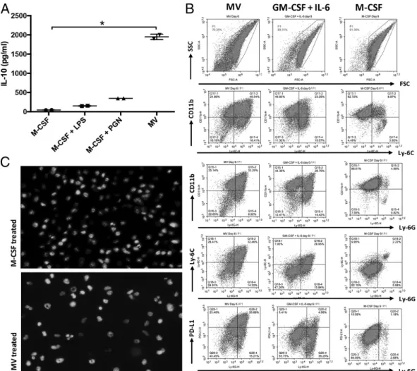 FIGURE 5. MVs program differentiation of bone marrow precursors into MDSC-like cells. Bone marrow precursor cells were incubated in the presence of M-CSF (20 ng/ml), M-CSF (20 ng/ml) + LPS (1 mg/ml), M-CSF (20 ng/ml) + PGN (5 mg/ml), or MVs (10 mg/ml) for 