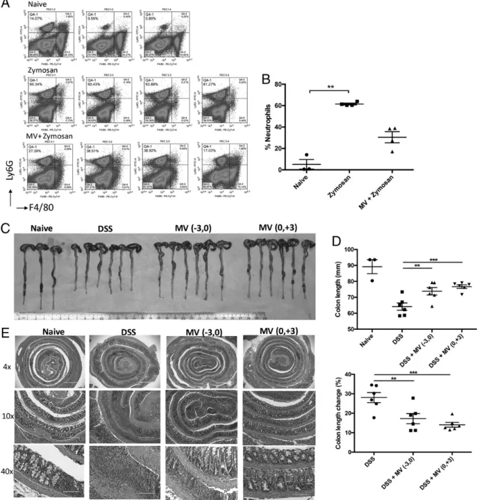 FIGURE 6. Systemic MV administration suppress inflammation in zymosan-induced peritonitis and acute DSS-induced colitis