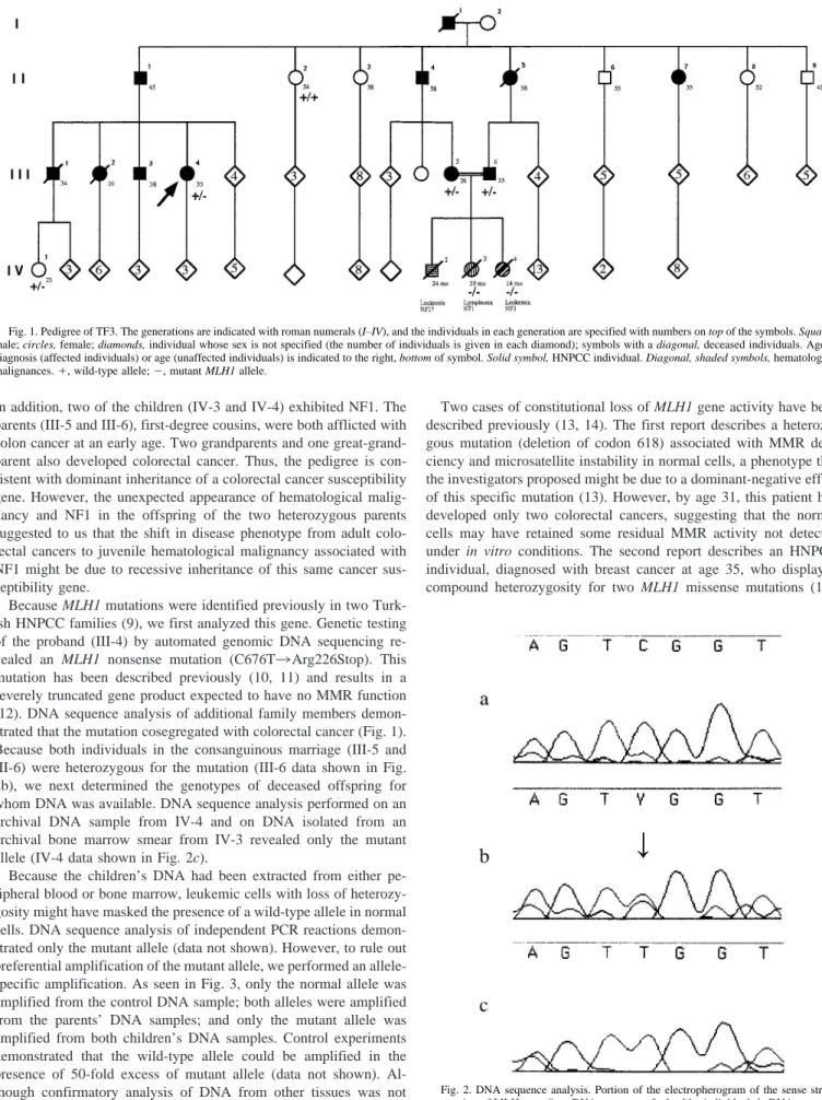 Fig. 2. DNA sequence analysis. Portion of the electropherogram of the sense strand sequencing of MLH exon 8