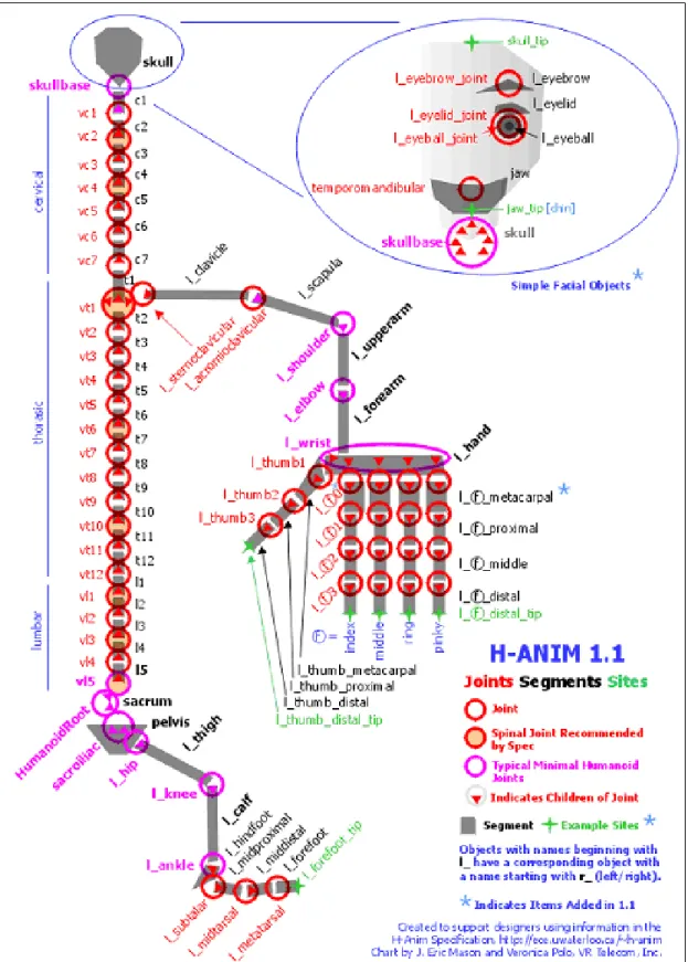 Figure 2.2: The H-Anim Specification 1.1 hierarchy (reproduced from [36]).