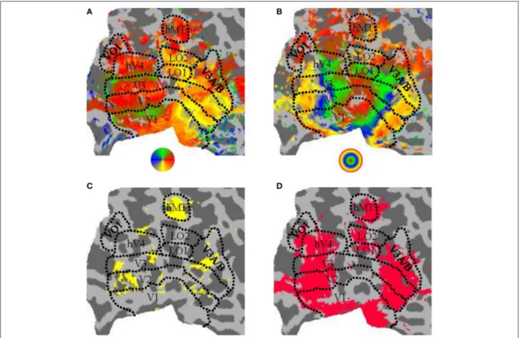 FIGURE 3 | Parcellation of human visual cortex of an example participant. (A) Angular visual field preference obtained from rotating wedge stimulation, with a threshold of 10dB BOLD signal-to-noise-ratio (where “signal” was defined as the power of the BOLD