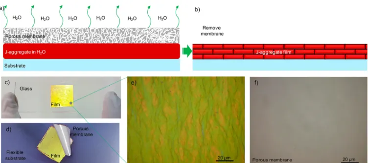 Figure 3. Membrane casting (MC) technique for fabricating J-aggregate thin ﬁlm. (a) Porous polyethylene membrane assists removal of water molecules from the J-aggregate solution located on a substrate