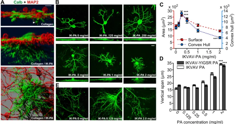 Fig. 4. Effects of matrix composition on Purkinje cell (PC) morphology. (A) SFP (simulated ﬂuorescence process) volume rendered images of PCs (Calbindinþ, green) at 16 DIV, cultured on either collagen (upper, side view) or collagen/IKVAV-PA (“IK-PA”, 1.0 m