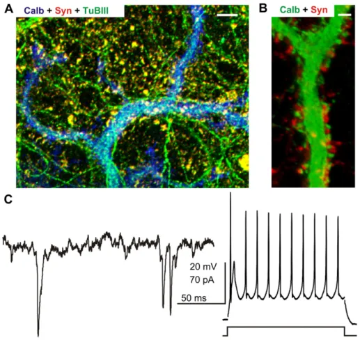 Fig. 5. Mature PCs on a hybrid matrix form synaptic connections and show electrical activity