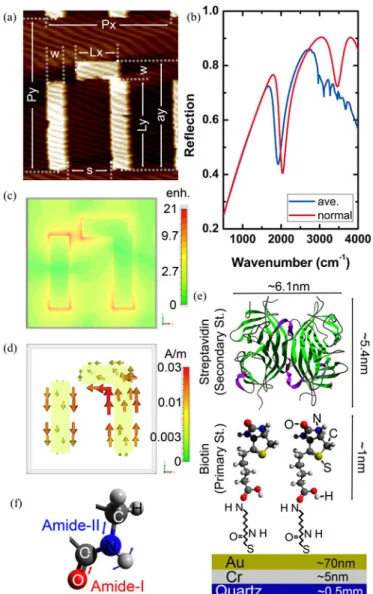 Fig. 1. (a) AFM topography data for a representative unit cell. The parameters of this representative metamaterial unit cell are as follows: the width of the strips is w = 0.30 μm, the lengths of the strips are L x = 0.74 μm in the x-direction, and L y = 1