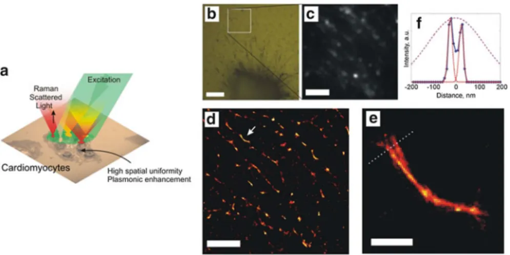 Fig. 14.6 Feasibility of SERS-STORM imaging. (a) Schematic description and (b) bright-field image of the edge of a cardiomyocyte on the plasmonic substrate