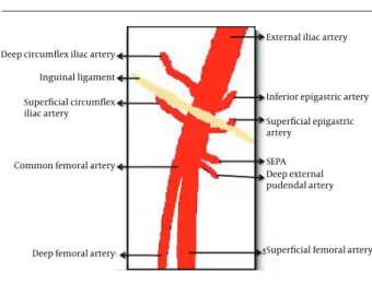 Figure 4. Vascular diagram of the inguinal region (7)